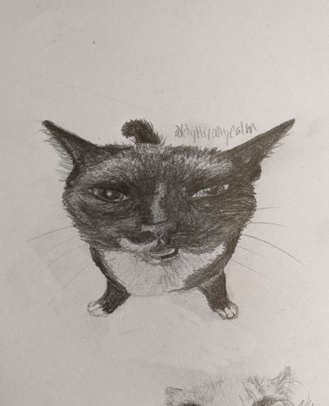 Funny Cat Sketch by IdyllicallyCalm Realistic Cat Drawing Pencil Art, Weird Cat Drawing, Funny Cat Sketch, Silly Cat Drawings, Art Vibe, Funny Sketches, Face References, Ugly Cat, Sassy Cat