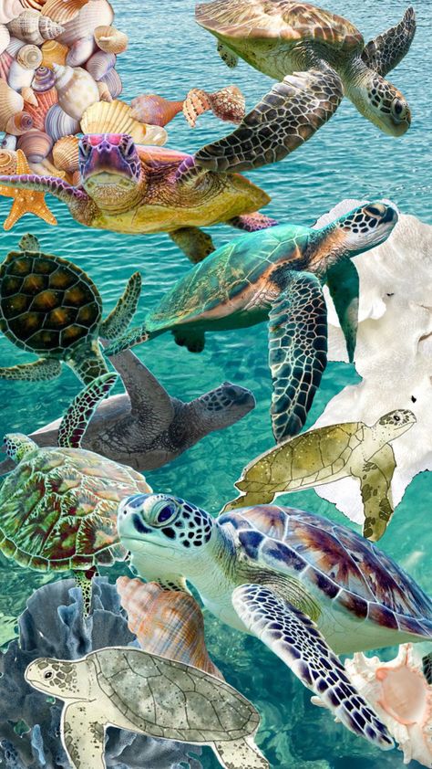 Turtle Background Aesthetic, Aesthetic Sea Turtle Wallpaper, Turtle Summer Wallpaper, Saving Turtles Aesthetic, Ocean Aesthetic Turtle, Summer Pics, Wallpaper Space, Marine Biology, Summer Ideas