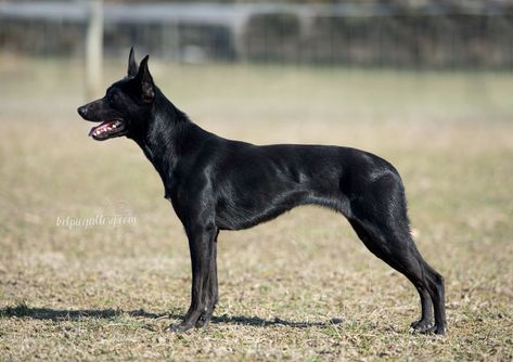 Australian Kelpie Dog, Fit Dogs, Australian Kelpie, Dogs Breeds, Herding Dogs, Border Collie Dog, Purebred Dogs, Group 1, Pretty Dogs