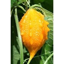 Bitter gourd melon - Momordica charantia cundeamor vine MEDICINAL seed -25 seeds Momordica Charantia, Bitter Gourd, Growing Fruit, Planting Vegetables, Rare Plants, Planting Seeds, Belleza Natural, How To Grow, Gourds