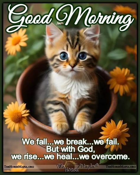 Good Wednesday Morning Quotes, Wednesday Morning Images, Good Wednesday Morning, Wednesday Morning Quotes, Happy Easter Pictures, Good Morning Animals, Good Morning Cat, Good Wednesday, Evening Quotes