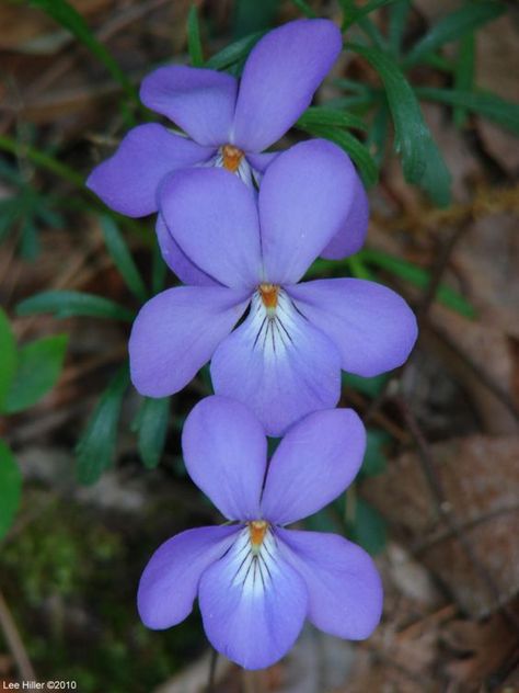 Sweet Violets Flower, Primrose Flower Tattoo, Purple Violet Flower, February Flower, Violets Flowers, Primrose Flower, Violet Tattoo, February Birth Flowers, Flower References