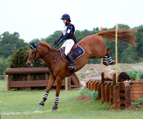 XC Chestnut Horse Jumping, Eventing Cross Country, Chestnut Horses, Cross Country Jumps, Horse Markings, Show Jumping Horses, Horse Riding Outfit, Equestrian Aesthetic, Beautiful Horse Pictures