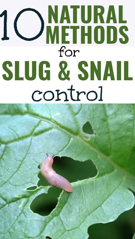 slug eating holes in a leaf with text overlay 10 Natural Methods for slug & snail control Natural Slug Repellant, How To Keep Slugs Off Hostas, Slug Repellant Plants, Garden Bugs Get Rid Of, Slug Deterrent Plants, Getting Rid Of Slugs In Garden, How To Get Rid Of Snails And Slugs, Snail Repellent Natural, Natural Snail And Slug Repellent