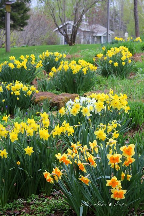 Spring! Fence Front Yard, Daffodils Garden, Front Yard Lighting, Maine Garden, Yard Lighting, Yard Walkway, Budget Landscaping, Rustic Landscaping, Lilies Of The Field