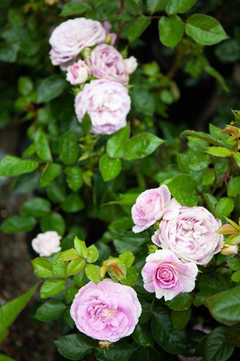 Arctic Blue Rose Planting Ideas, The White Rose Resistance, Iceberg Roses Landscape, Arctic Blue Rose, Iceberg Floribunda Rose, Patience Garden Rose, Nursery Supplies, Floribunda Rose, Plant Wishlist