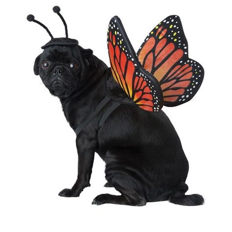 Monarch Butterfly Costume, Pet Costumes For Dogs, Best Dog Halloween Costumes, Butterfly Monarch, Butterfly Costume, California Costumes, Pet Halloween Costumes, Dog Halloween Costumes, Halloween Animals