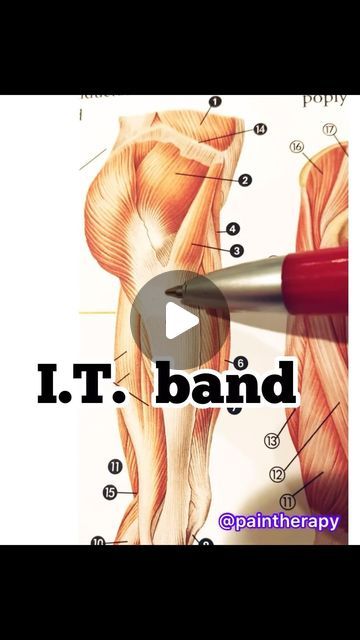 𝚂𝚝𝚎𝚟𝚎𝚗 𝙼𝚞𝚛𝚙𝚑𝚎𝚢 ɴ.ᴍ.ᴛ. on Instagram: "What muscles can release your I. T. Band ? 
Glute max & TFL tensor fascia Latae. 

Focus on these 2 tissues to help reduce knee tension causing by your IT-band tension. 

@paintherapy" Chronic Muscle Tension, Release Tension, Facial Tension Release, Tensor Fasciae Latae Stretches, Muscle Tension Relief, It Band, You And I, Band, Canning