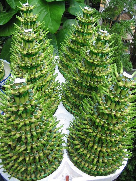 If you need a lot of luck, you may need one of these intricate Lucky Bamboo arrangements. Photo: Tracy Hunter Chinese Bamboo Plant, Indore Plants, Indoor Tree Plants, French Garden Design, Tanaman Air, Taman Air, Lucky Bamboo Plants, Butterfly Garden Design, Amazing Trees