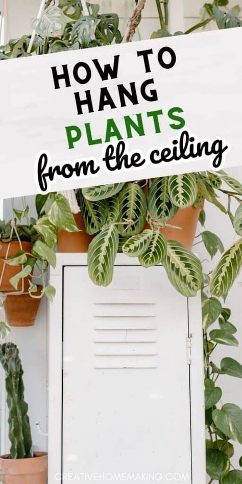 Hanging Basket Plants Indoor, Boho Hanging Plants Indoor, Indoor Plants Decor Hanging, Hang Plants From Curtain Rod, Plants From The Ceiling, Macrame Hanging Plants Indoor, Bedroom Hanging Plants Decor, Hanging Plants In Front Of Window Ideas, Hanging Plant In Front Of Window