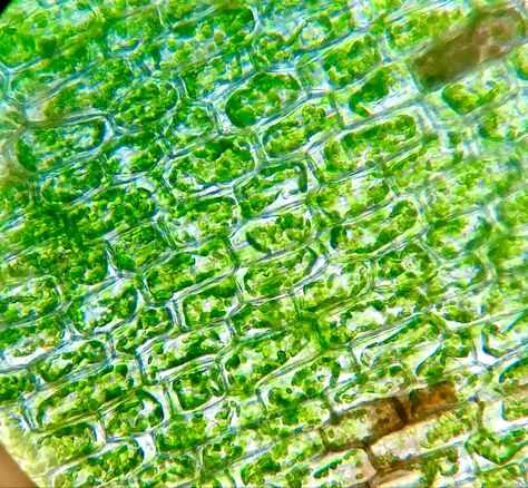 Under Microscope, Natural Nature, Nature Beauty, Lettuce, Beauty, Nature