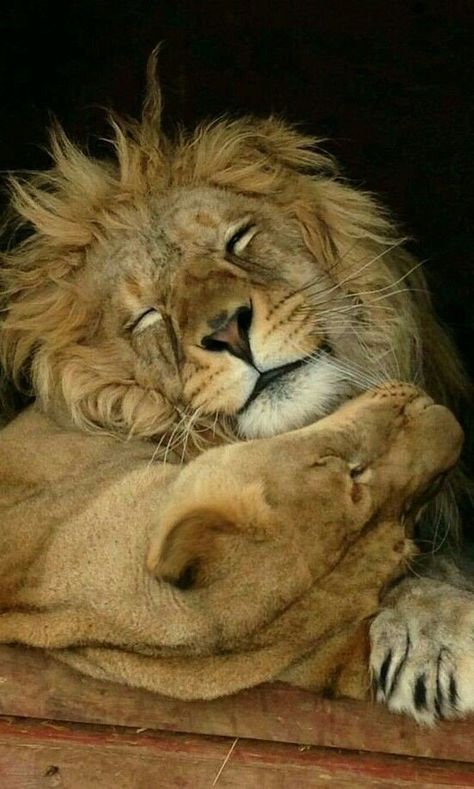 LISI🌷 on Twitter: ""When two hearts hug each other." @ldd2407  #HappyNewWeek #WithLove 💞… " Lion And Lioness, Gato Grande, Lion Love, My Queen, Cheetahs, A Lion, Sweet Animals, Animal Planet, Beautiful Cats