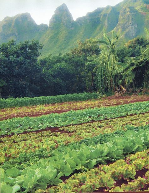 Kauai farm with Kalalea Mountain in the background.    From the fabulous cookbook from Blossoming Lotus: "Vegan World Fusion Cuisine" Hawaii Farm, Tropical Farm, Moon Manifestation, Shoot Moodboard, Hawaiian Summer, Farmers Wife, Vegetable Farming, Farmer Wife, Organic Gardening Tips