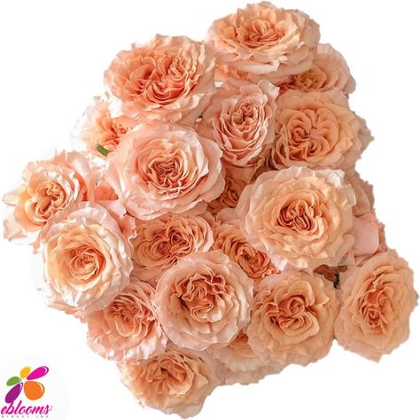 Peach Roses by Variety. Order online with Fee Shipping for all USA Include Alaska and Hawaii Wedding Flowers Garden, Shimmer Rose, Flower Moxie, Standard Roses, Rose Diy, Wedding Flower Packages, Rose Varieties, Rose Peach, Peach Rose