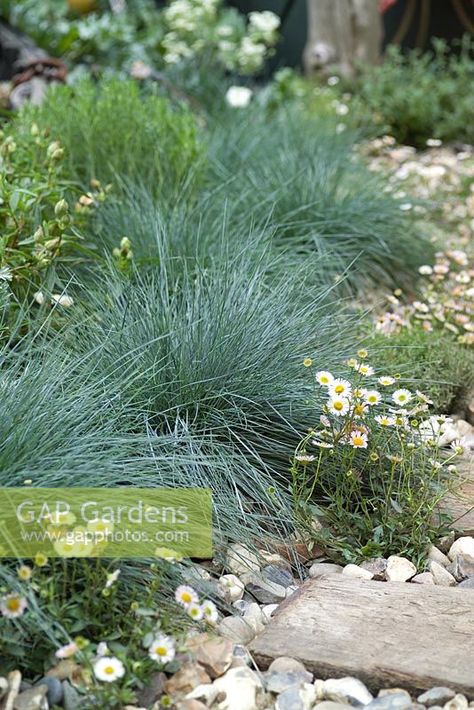 Coastal Rockery Garden, Coastal Gravel Garden, Coastal Rock Garden, Beach Style Garden, Coastal Gardens Uk, Coastal Landscaping Ideas Beach Gardens, Beach Garden Ideas, Festuca Glauca Intense Blue, Coastal Planting