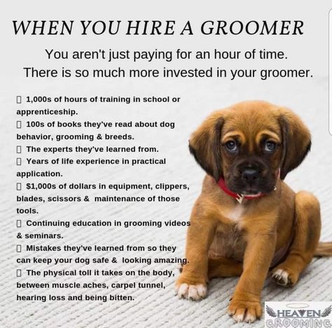 Grooming Dogs, Pet Grooming Business, Pet Grooming Salon, Dog Grooming Shop, Dog Washing Station, Dog Grooming Salons, Dog Grooming Tips, Grooming Style, Dog Haircuts