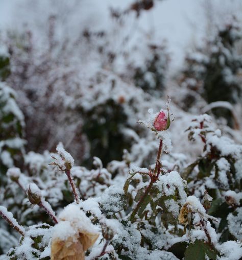 Tips for Winter Care — The Knock Out® Family of Roses Black Eyed Susan Vine, Drift Roses, Winter Care, Freezing Weather, Rose Care, Overwintering, Plant Therapy, Rose Trees, Planting Roses