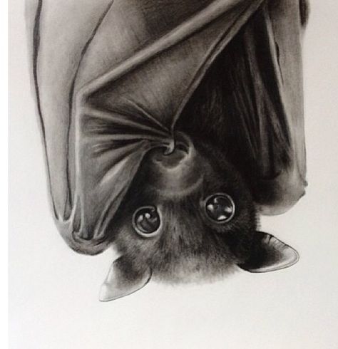 Super cute bat.                                                                                                                                                                                 More Bat Art Cute, Detailed Bat Tattoo, Fruit Bat Art, Cute Bat Illustration, Cute Bat Tattoo Ideas, Bat Tattoo Cute, Bat Drawing Cute, Bat Tatoos, Cute Bat Art