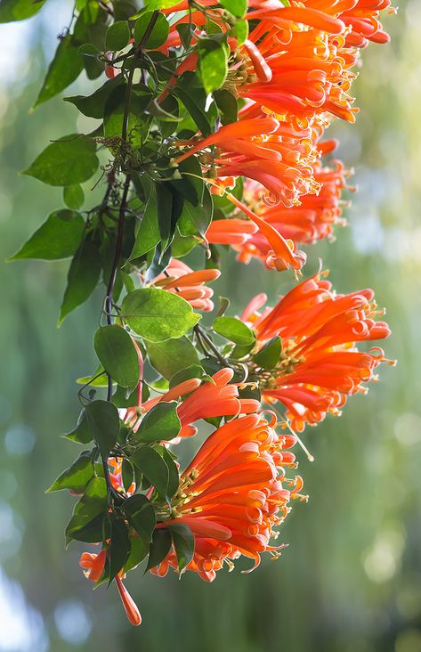 Flame Vine - A flowering vine that caught my eye in Miami last week was the Flame Vine. It is also know at Orange Trumpet. It occurs naturally in Brazil. Flame Vine, Creeping Vines, Trumpet Vine, Garden Vines, Beautiful Flowers Wallpapers, Flowering Vines, Flowers Garden, Flowering Trees, Exotic Flowers