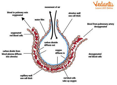 Gas Exchange Notes, Breathing And Exchange Of Gases Notes, Class 11 Biology Notes Breathing And Exchange Of Gases, Class 11 Biomolecules Notes, Biology Diagrams For Neet, Cell Respiration, Basement Membrane, Cellular Respiration, Bill Nye