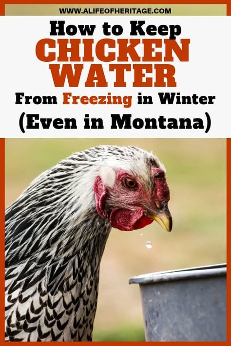 Chicken Watering System, Chickens In The Winter, Raising Chicken, Portable Chicken Coop, Chicken Waterer, Chicken Health, Raising Backyard Chickens, Keeping Chickens, Free Range Chickens