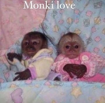 Silly Animal Pictures, Cute Monkey Pictures, Me And Who, Monkey Pictures, Pet Monkey, Funny Animal Photos, Monkeys Funny, Cute Monkey