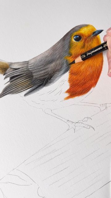 Claire Milligan on Instagram: "My latest bird drawing - the perfectly plump and delightful little robin. What a joy you were to draw little one. I hope you like him 🧡🤎 10x10” Coloured pencil & watercolour pencil #birdart #birdartist #birddrawing #wildlifeart #wildlifeartist #wildlifedrawing #europeanrobin #robinart #robindrawing #coloredpencil #colouredpencil #realism #realisticart" Plump Drawing, Robin Bird Drawing, Cardinal Drawing, Robin Drawing, Bird Pencil Drawing, Watercolour Bird, Female Cardinal, Pan Pastels, European Robin