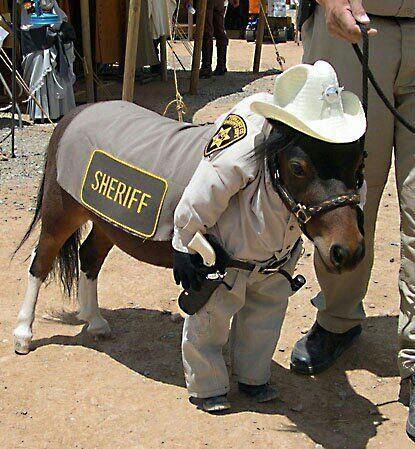 cute horse costume Horse Halloween Costumes, Horse Meme, Horse Costumes, Funny Horses, Mini Horse, Funny Horse, Miniature Horse, Cute Horses, Pet Costumes