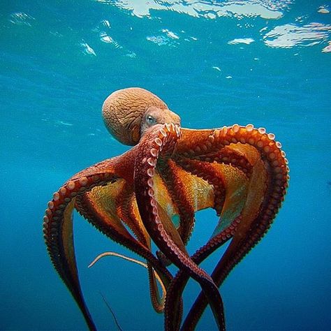 The day octopus. Photo by @edahlmeier  Octopus cyanea also known as the big blue octopus day octopus and Cyane's octopus is an octopus in the family Octopodidae. It occurs in both the Pacific and Indian Oceans from Hawaii to the eastern coast of Africa. O. cyanea grows to 16 cm in mantle length with arms to at least 80 cm. #DiscoverOcean by discoverocean In The Ocean, Octopus, The Ocean, Swimming, Water