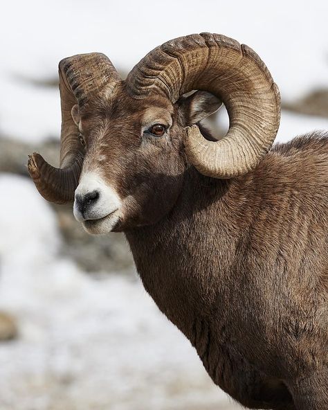 Big Horned Sheep, Lamb Animal, Bighorn Ram, Big Horn Sheep, Bighorn Sheep, American Animals, Sheep And Lamb, Mountain Goat, Big Boss