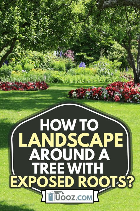 Tree Root Garden Ideas, Base Of Tree Ideas, How To Landscape On A Slope, Tree Base Ideas Outdoor, Planting Around A Tree Stump, How To Cover Exposed Tree Roots, Tree Roots Above Ground, Landscaping Around Trees With Big Roots, How To Cover Tree Roots In Yard