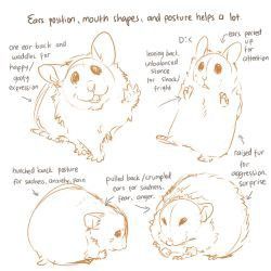 Rodent Drawing Reference, Rodent Character Design, Rodent Drawing, Animal References, Reference Drawing, Sketches Tutorial, Anime Base, 캐릭터 드로잉, Original Characters