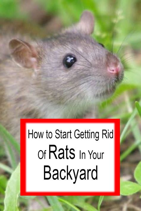 Rat Repellant Diy, How To Get Rid Of Rats In The House, Keep Rats Out Of House, Rat Deterrent How To Get Rid, How To Kill Rats In Your House, Get Rid Of Rats, Get Rid Of Rats In Yard, How To Get Rid Of Rats, Rat Deterrent