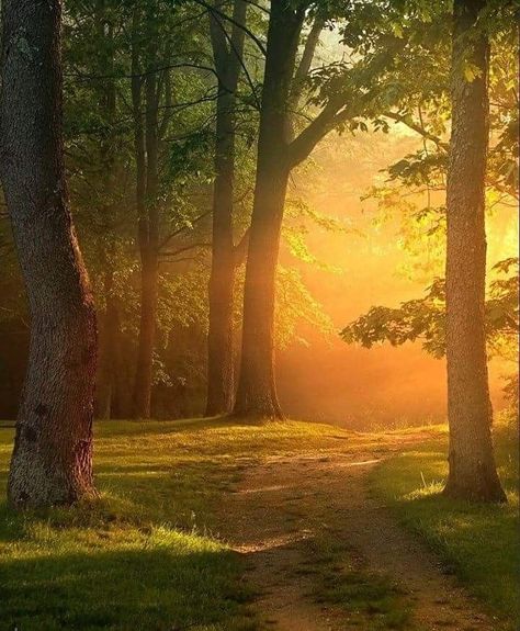 “. Good morning friends ☀️” Wald Wallpaper, Forest Sunset, Scenery Pictures, Landscape Photography Nature, Pretty Landscapes, Morning Friends, Beautiful Landscape Wallpaper, Good Morning Friends, Autumn Landscape