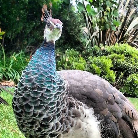 Female Peacock | Female Peacock | Birds 1a (closed) Peacock Female, Female Peacock, Peacock And Peahen, Wild Chicken, Bird Peacock, Bird Breeds, Bird Brain, Peacock Bird, Colorful Birds