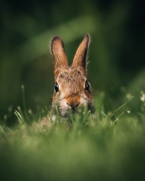 Rachel Animal, Rachel Aesthetic, Rachel Core, Camera Shy, Primates, The Grass, Photo Session, Wildlife Photography, Beautiful Creatures