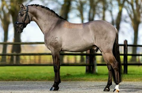 Lusitano Stallion, Grulla Horse, Kathiyawadi Horse, Aqha Horses, Lusitano Horse, Horse Coat Colors, Warmblood Horses, Gorgeous Horses, Big Friends