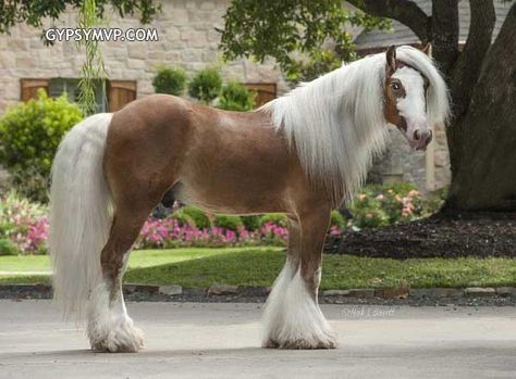 Gypsy Vanner Horses for Sale | Colt | Silver Bay | Chewbacca Noriker Horse, Hunter Under Saddle, Winged Unicorn, Vanner Horse, Silver Bay, Horse Western, Equestrian Problems, Horse Inspiration, Western Pleasure