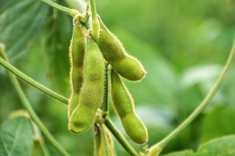 How to Grow Edamame: 5 Care Tips For Edamame - 2021 - MasterClass Soybeans Plant, Seasoned Green Beans, Raised Garden Beds Diy Vegetables, Organic Insecticide, Edamame Beans, Bush Beans, Soy Products, Garden Veggies, Home Vegetable Garden