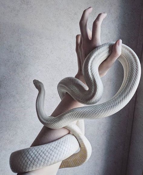 Snake Aesthetic, Snake Photos, Baba Jaga, Pretty Snakes, Corn Snake, Cute Snake, Cute Reptiles, Snake Art, Beautiful Snakes