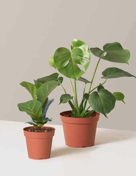 Plant Care Instructions, Swiss Cheese Plant, Coffee Plant, Plant Delivery, Cheese Plant, Plant Supplies, Easy Care Plants, Low Light Plants, Houseplants Indoor