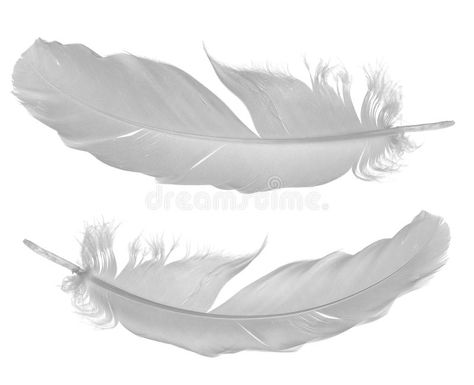 Two pigeon feathers on white. Two pigeon feathers isolated on white background , #AFF, #feathers, #pigeon, #white, #background, #isolated #ad Pigeon Feather, Pigeon White, White Stock, Feather Light, Stock Photography Free, Light Reflection, Pigeon, Vector Design, Feathers