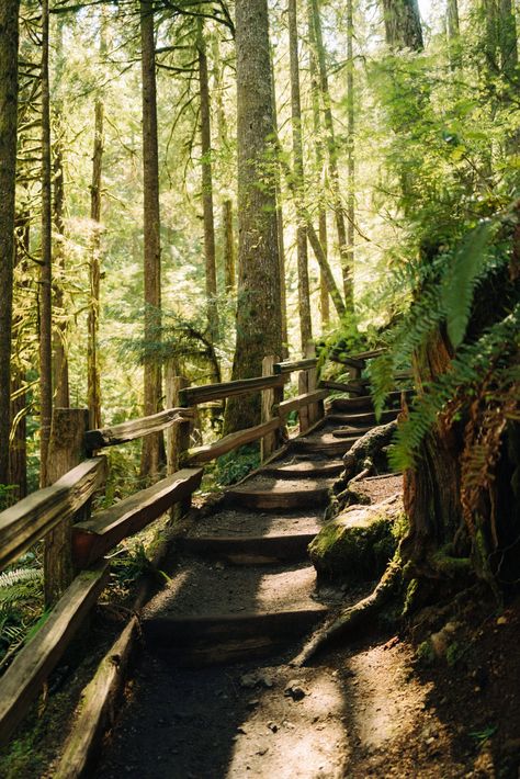 10 Absolutely Iconic Hikes in Olympic National Park - The Mandagies Olympic National Park Photography, Olympia National Park, California Activities, Hiking In The Rain, National Parks Photography, Outdoor Holidays, Olympic National Park, Aerial Photography, Oregon Coast