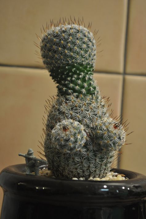 My cactus recently became a woman. Cactus Funny, Awkward Pictures, Funny Sites, Silly Things, Dolly Parton, Have Some Fun, Trending Memes, Funny Stuff, Funny Jokes