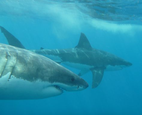 Not often you see two Great White Sharks swimming together. Two Sharks, Swim With Sharks, Sharks Jumping Out Of Water, Shark Swimming Through Fish, Swimming With Great White Sharks, Shark Surrounded By Fish, Save The Sharks, Types Of Sharks, Shark Photos