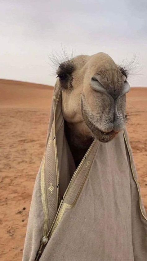 Arab Men Fashion, Camels Art, Saudi Arabia Culture, Art Psychology, Moroccan Aesthetic, Cute Panda Wallpaper, Arabian Beauty, Selfie Poses Instagram, Creative Instagram Photo Ideas