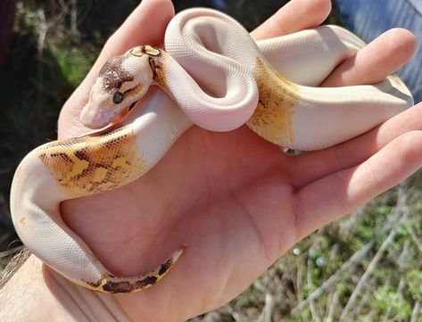 Paradox Ball Python, Ivory Ball Python, Python Regius, Ball Python Morphs, Ball Python, Baby Weight, Snakes, Python, Twitter