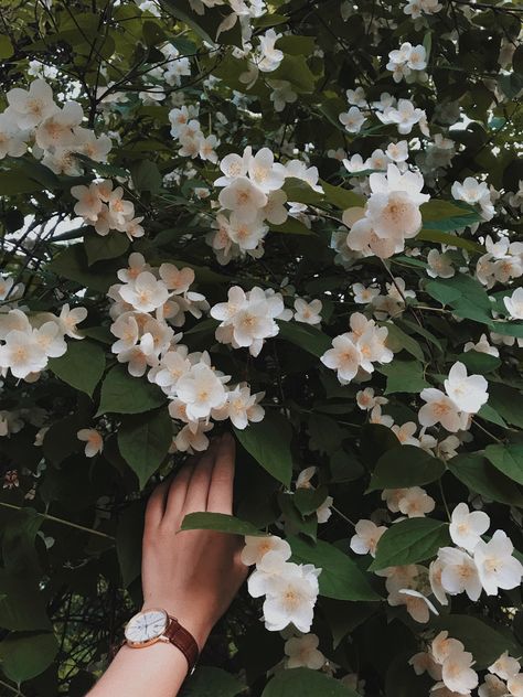 Jasmine Flower Aesthetic, Jasmine Flowers, Jasmine Flower, Flowers Aesthetic, White Flowers, I Hope, Flowers