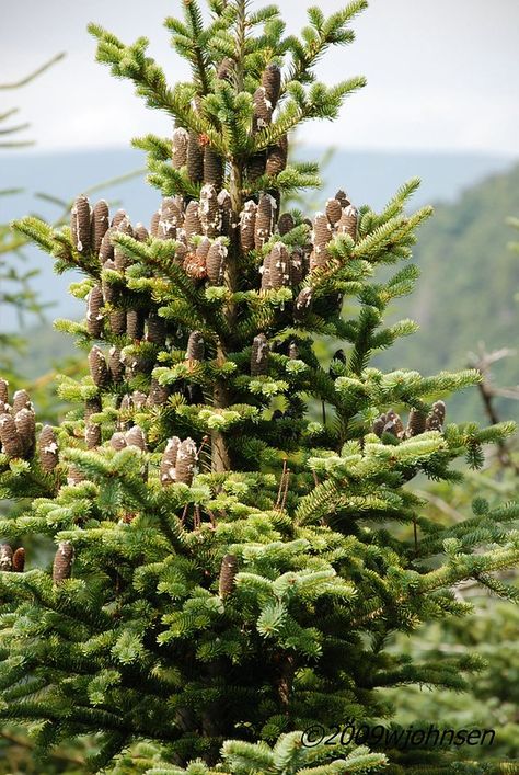 Balsam Fir Pine Cones | Notice the cone is above the limb, w… | Flickr Balsam Poplar Tree, Alpine Balsam Fir Christmas Tree, Doterra Balsam Fir, Subalpine Fir, Balsam Fir, Native Plants, Pine Cones, Grapes, Wild Flowers