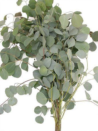 Types Of Eucalyptus, Flower Pastel, Flower Pocket, Leaf Structure, Flower Types, Filler Flowers, Dj Wedding, Dollar Eucalyptus, Silver Dollar Eucalyptus